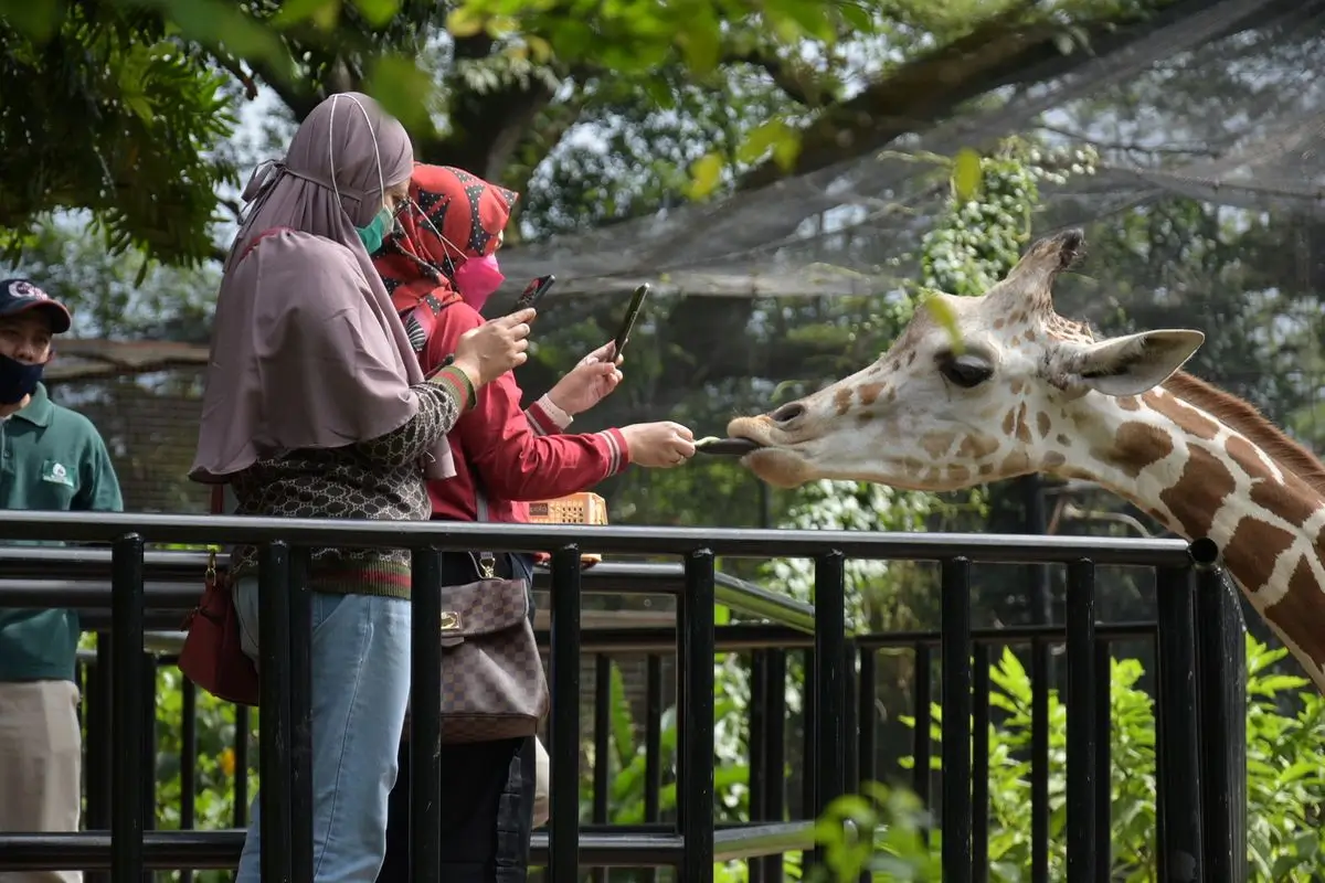 keluarga sedang memberi makan jerapah di kebun binatang bandung